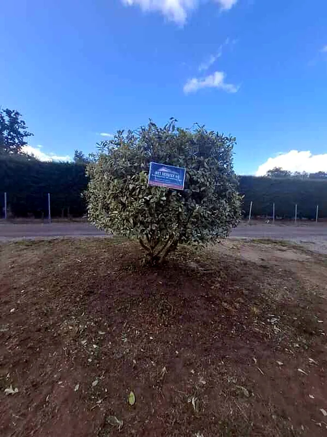 Entretien d'un arbre à Saint-Laurent-les-Tours